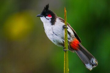 Red Whiskered Bulbul bird perching on top of palm tree stem - Pycnonotus Jocosus 