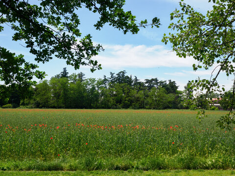 Parco Nord of Milan, Italy, at May