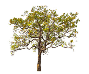 Obraz premium Tree isolated on transparent background with clipping path and alpha channel..