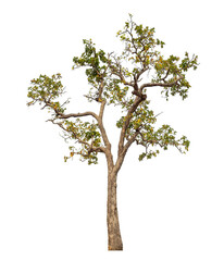 Obraz premium Tree isolated on transparent background with clipping path and alpha channel.