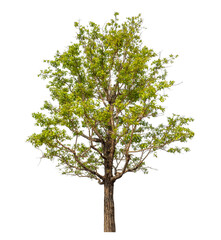 Obraz premium Green tree isolated on transparent background with clipping path and alpha channel.
