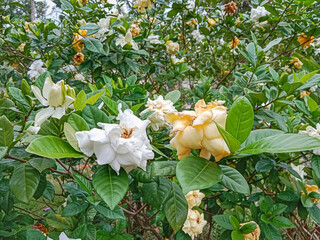Cape jasmine (Gardenia jasminoides). Commonly known as gardenia, is an evergreen flowering plant in...