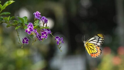 Beautiful blooming flower in garden