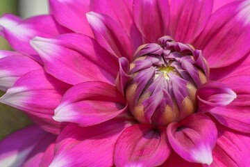 Beautiful blooming flower in garden