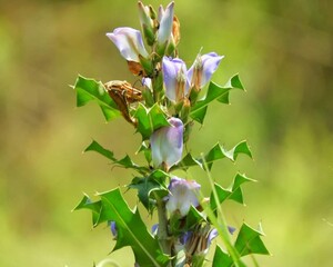Beautiful blooming flower in garden