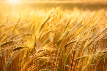 Field of barley. Golden hour. Crops harvest concept. Farmland