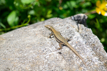 lizard on a stone