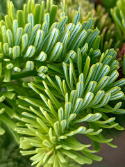 close up of a pine tree