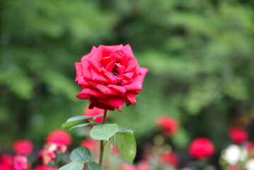 baeru,映える赤い薔薇
