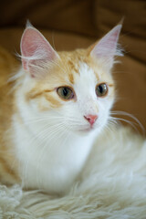 Porträt einer Türkisch Angora Katze