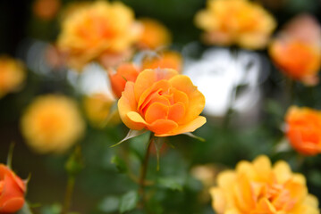 baeru 映えるオレンジ色のばら