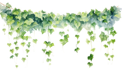 PNG Ivy hanging nature plant. 
