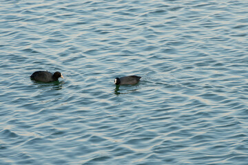 冬の湖で泳ぐオオバンたち