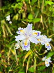 草むらに咲くシャガ