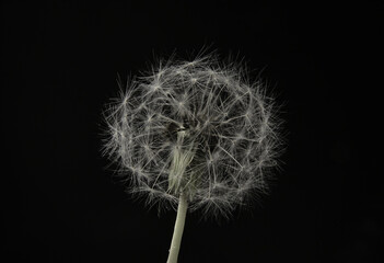 Dandelion Seed Head Close-Up