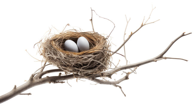 PNG Nest branch tree bird. 