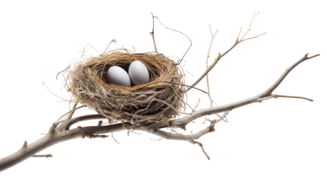 PNG Nest branch tree bird. 