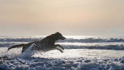 Obraz premium 朝日と海とワイマラナー