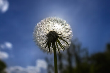 Obraz premium dandelion on the background of the sun. Nature and floral botany