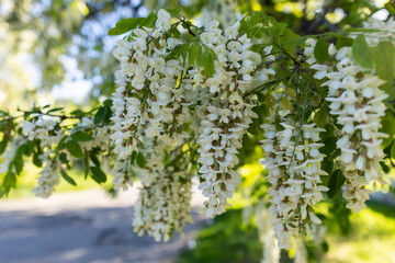 Acacia flowers, fragrant spring flowers