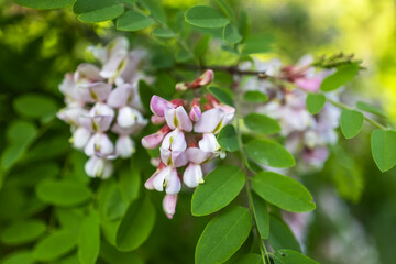 Pink acacia flowers, fragrant spring flowers