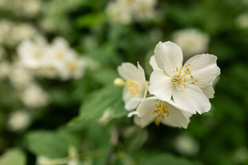 Blooming jasmine shrub on summer day. Blossoming Jasmine flowers in spring garden. Beauty in nature