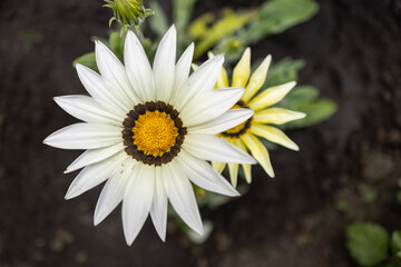 A white and yellow gazania daisy growing outdoors. Unique flower
