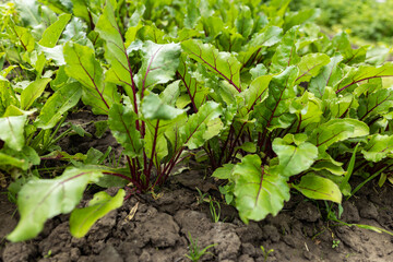 Young fresh beet leaves. Beetroot plants in a row from a close distance