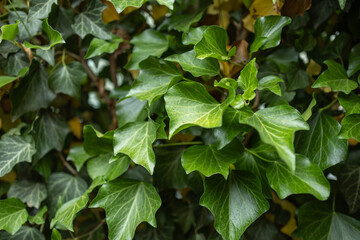 ivy scientific name Hedera plant useful as a background