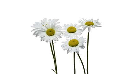 daisy flower