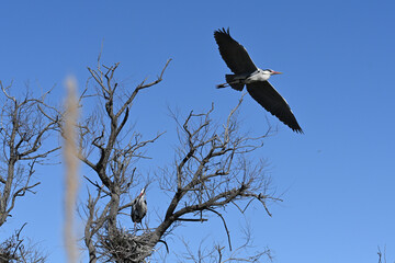 gray heron in flight leaving its nest