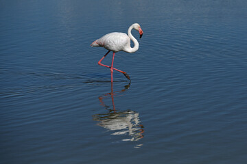 pink flamingo with reflection in water