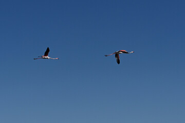 pink flamingos in flight against blue sky