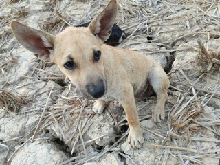 The skinny puppy is sitting on the ground.