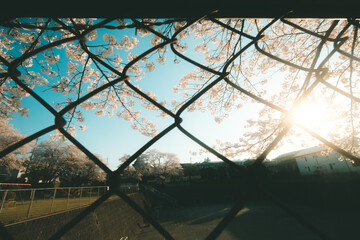 金網越しの桜