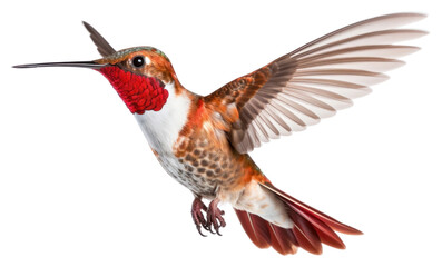 Obraz premium PNG Humming bird hummingbird animal flying.