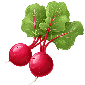 recommend clip art: Vector illustration of a radish on a white background. Suitable for crafting and digital design projects.[A-0003]