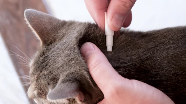 The owner applies flea and tick drops to the withers of a gray tabby cat . Animal care concept.