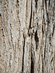 Tree bark