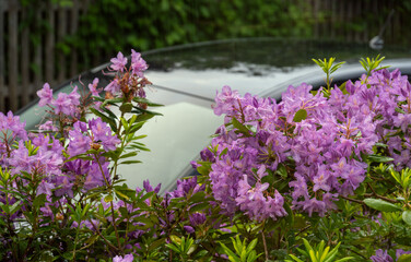 PKW Laternenparker, am Zaun mit bl&uuml;henden Rhododendron