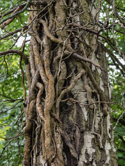 Fototapeta premium Im Wald Park, starke Birke wird von abgestorbenen starken Efeuwurzeln umschlungen