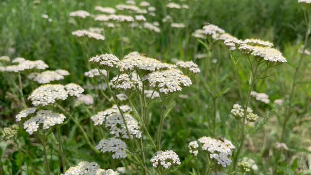 white yarrow flowers growing on the lawn. cultivation and collection of medical plants concept