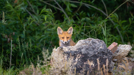 red fox cub