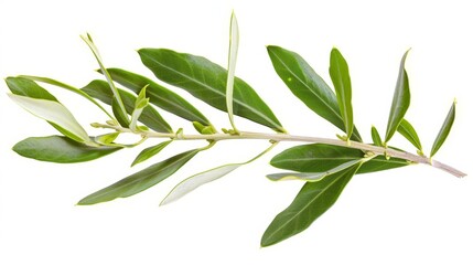 Fototapeta premium olive branch sprig isolated on white mediterranean herb healthy ingredient cutout