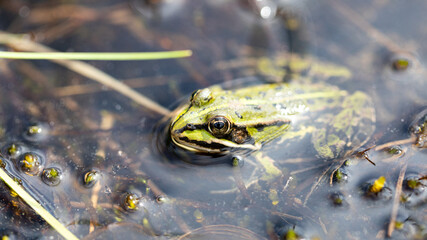 Teichfrosch