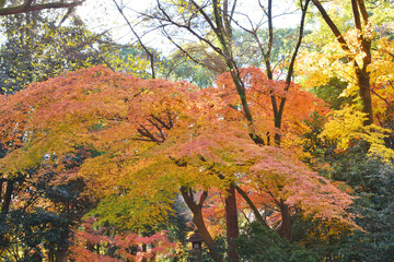 Fototapeta premium 下鴨神社の紅葉