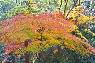 下鴨神社の紅葉