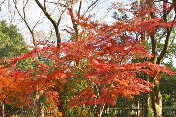 下鴨神社の紅葉