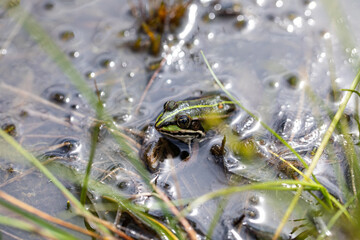 Frosch
