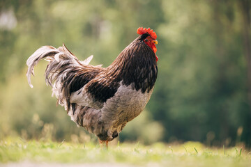 Majestic rooster eating grass in a garden. 
